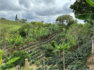 Se Vende Finca en Circasia Quindío, ideal para vivir y cultivar