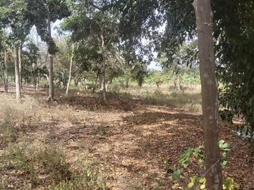 Venta 30 Has Via a La Costa Km. 24 Sector Chongon - Daular, terreno medianero, elevado más de 2.00 sobre el nivel de la vía, a pocos kms de futuro nuevo aeropuerto.