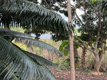 Venta Hacienda de 123.20 Has, Via a La Costa, Km 24 Chongon - Daular