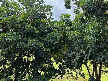 Venta Hacienda de 123.20 Has, Via a La Costa, Km 24 Chongon - Daular