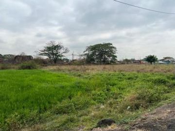 Venta 2.65 ha. Nobol, diagonal al redondel de la Narcisa de Jesús