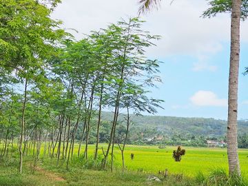 Jual Tanah 2.455 m2 di Banyumas Jawa Tengah Dekat RSUD Banyumas, Alun-Alun Banyumas
