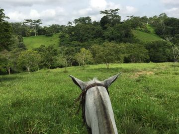 Venta de finca en Planeta Rica Vereda La Carolina