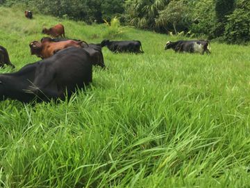 Venta de finca en Planeta Rica Vereda La Carolina