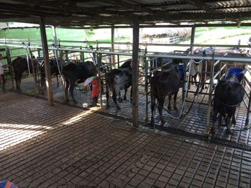 Venta de finca en Planeta Rica Vereda La Carolina