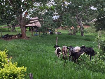 Venta de finca en Planeta Rica Vereda La Carolina
