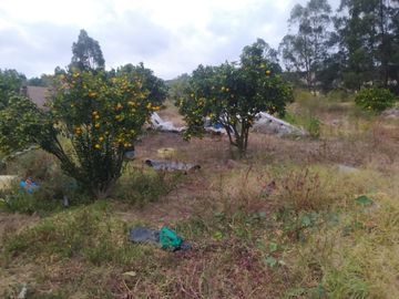 EN MIRA, VENDO PROPIEDAD, 4 HAS, CASA,SEMBRIOS AGUACATE EN PRODUCCION