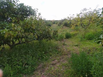 EN MIRA, VENDO PROPIEDAD, 4 HAS, CASA,SEMBRIOS AGUACATE EN PRODUCCION