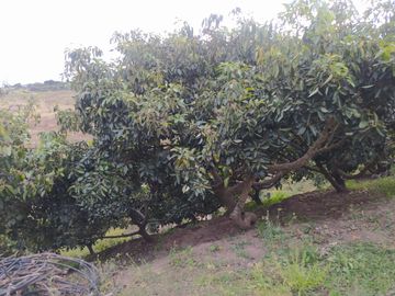 EN MIRA, VENDO PROPIEDAD, 4 HAS, CASA,SEMBRIOS AGUACATE EN PRODUCCION