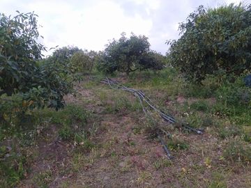 EN MIRA, VENDO PROPIEDAD, 4 HAS, CASA,SEMBRIOS AGUACATE EN PRODUCCION