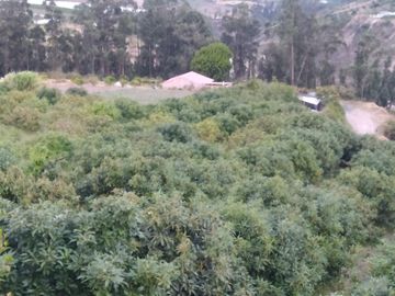 EN MIRA, VENDO PROPIEDAD, 4 HAS, CASA,SEMBRIOS AGUACATE EN PRODUCCION