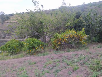 EN MIRA, VENDO PROPIEDAD, 4 HAS, CASA,SEMBRIOS AGUACATE EN PRODUCCION