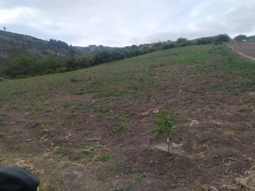 EN MIRA, VENDO PROPIEDAD, 4 HAS, CASA,SEMBRIOS AGUACATE EN PRODUCCION