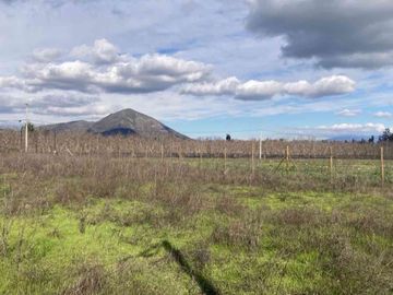 Venta Parcela 5000m2, El Oliveto, Talagante