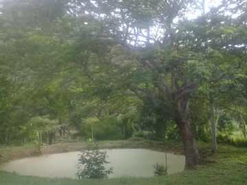 CARMEN DE APICALA- FINCA PARA DESARROLLO MIXTO AGROPECUARIO Y VIVIENDA