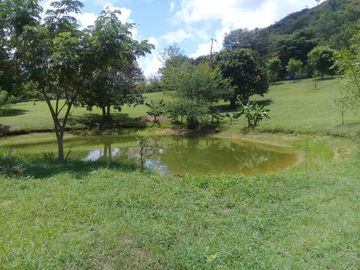 CARMEN DE APICALA- FINCA PARA DESARROLLO MIXTO AGROPECUARIO Y VIVIENDA