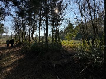 Parcela de 5.000M2 sector El Cardal, comuna Pinto