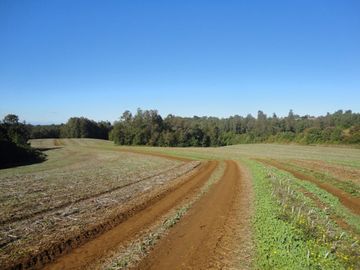 Campo con Casa 150 Ha Aprox. A 11 Km. Osorno   $ 2.247.000.000.