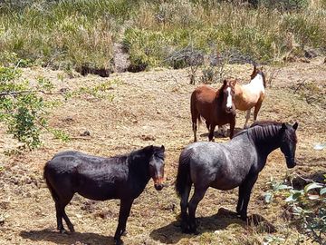 HACIENDA GANADERA DE VENTA MACHACHI
