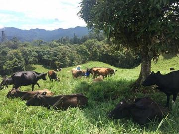 HACIENDA AGRÍCOLA GANADERA, FRENTE A MINDO 120Ha