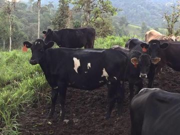 HACIENDA AGRÍCOLA GANADERA, FRENTE A MINDO 120Ha