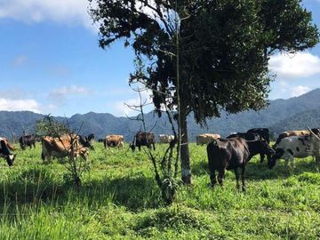 HACIENDA AGRÍCOLA GANADERA, FRENTE A MINDO 120Ha