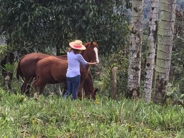 HACIENDA AGRÍCOLA GANADERA, FRENTE A MINDO 120Ha