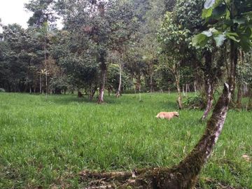 HACIENDA AGRÍCOLA GANADERA, FRENTE A MINDO 120Ha