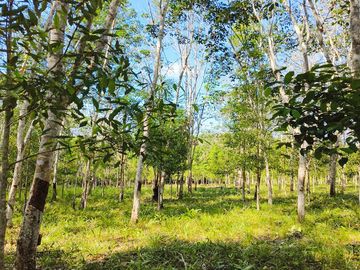 Jual Tanah 27.060 m2 di Balikpapan Timur Kota Balikpapan Dekat Polsek Balikpapan Timur