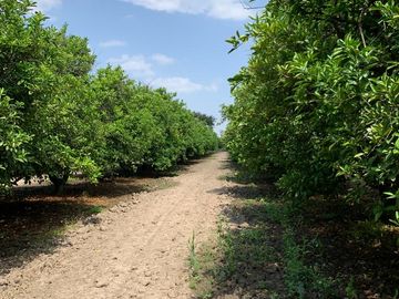 RANCHO EN VENTA CADEREYTA NUEVO LEON . CITRICOLA