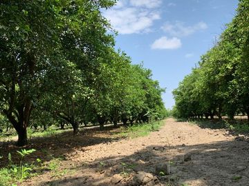 RANCHO EN VENTA CADEREYTA NUEVO LEON . CITRICOLA