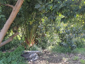 Terreno agricola, variedad de arboles frutales, Hijuelas