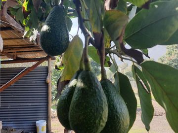 Terreno agricola, variedad de arboles frutales, Hijuelas