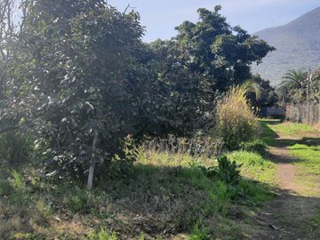 Terreno agricola, variedad de arboles frutales, Hijuelas