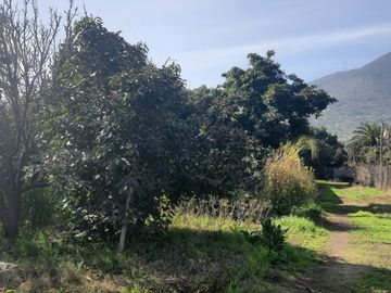 Terreno agricola, variedad de arboles frutales, Hijuelas