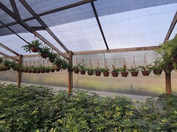 Terreno agricola, variedad de arboles frutales, Hijuelas