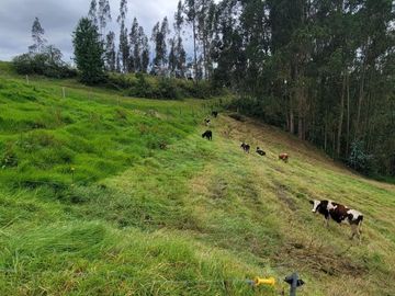 VENTA DE HACIENDA EN CUENCA