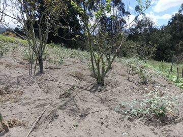 TERRENO CON CASA rentera DE DOS DEPARTAMENTOS Y SUITE EN VENTA.PINLLO AMBATO