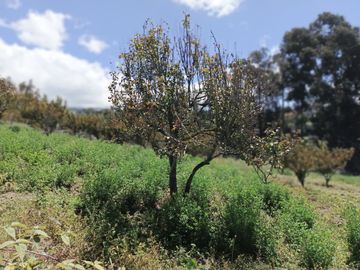 TERRENO CON CASA rentera DE DOS DEPARTAMENTOS Y SUITE EN VENTA.PINLLO AMBATO
