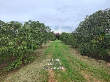 3-2-0 Rai | Mountain View Land  Fruit Tree Orchards & Bungalows