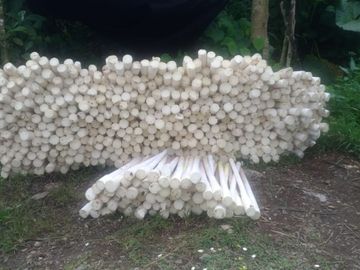 VENDO HACIENDA CON PRODUCCION DE PALMITO - PALMA - POTREROS