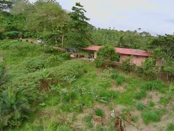 VENDO HACIENDA CON PRODUCCION DE PALMITO - PALMA - POTREROS