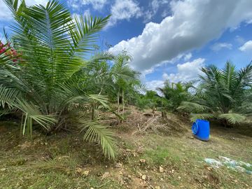 VENDO HACIENDA CON PRODUCCION DE PALMITO - PALMA - POTREROS