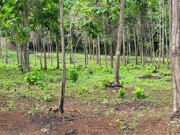 Fincas Tituladas Desde 2,500M