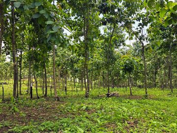 Fincas Tituladas Desde 2,500M