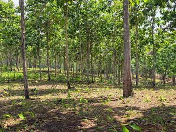 Fincas Tituladas Desde 2,500M