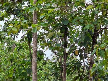 Fincas Tituladas Desde 2,500M