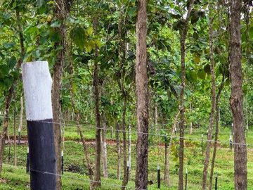 Fincas Tituladas Desde 2,500M