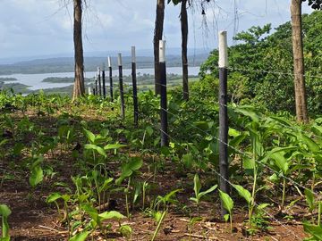Finca01 Titulada de 4,925m2 Financiada 100% SIN INTERES Desde$4,30M2