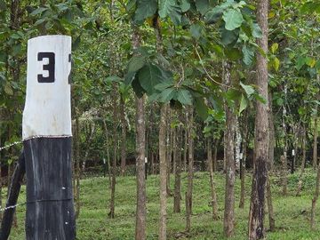 Finca01 Titulada de 4,925m2 Financiada 100% SIN INTERES Desde$4,30M2